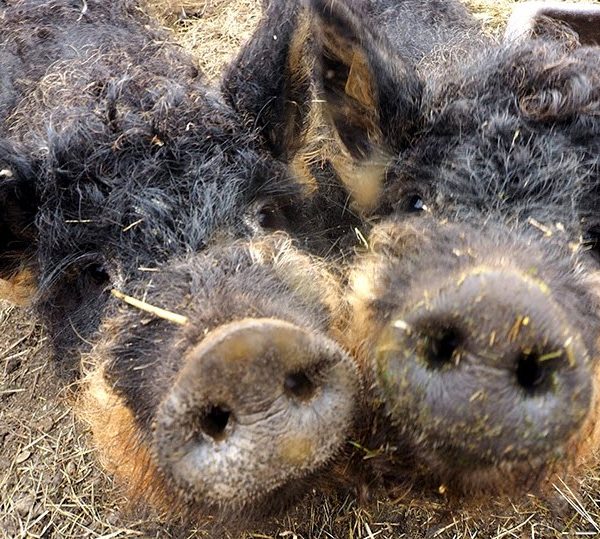 Schweine Bio Hof Echt Kraß